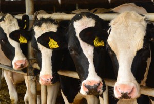 Kern der Agrargenossenschaft in Neklade ist die Milchproduktion. Durchschnittlich 10.000 Liter werden täglich an die Molkerei in Bergen geliefert.