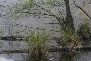 Natur sich selbst überlassen: So entwickeln sich im Nationalpark Jasmund eindrucksvolle Landschaftsbilder.