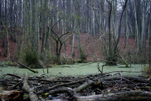 Wenn aus den Tümpeln das Wasser abfließt, bildet sich Torfboden. So entstanden die Moore im Naturpark.